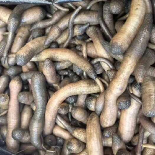 【北海特产】红树林泥丁 海鲜刺身食材 煲粥炖汤佳品