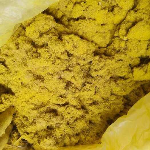 洛阳蒲黄中后期货粉足