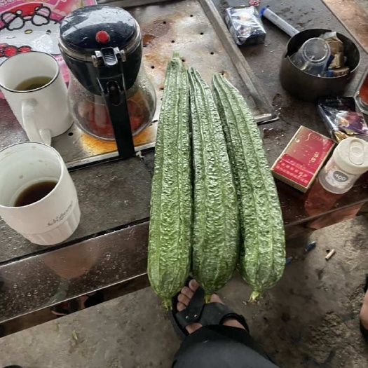 英德市花点肉丝瓜种