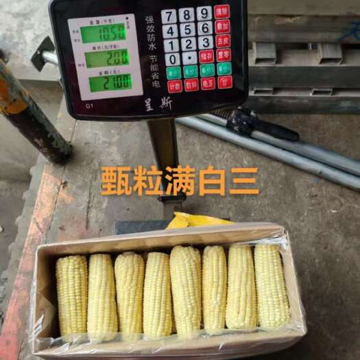 南京白三，21斤左右，一箱40根，东北玉米，软糯香甜