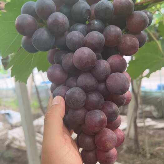 绍兴夏黑葡萄