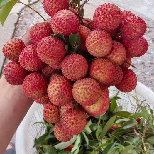 东莞市桂味荔枝