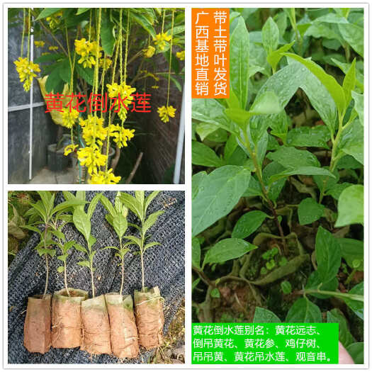 灵山县广西正宗黄花倒水莲大远志吊吊黄花参观音串鸡仔树营养袋杯树苗