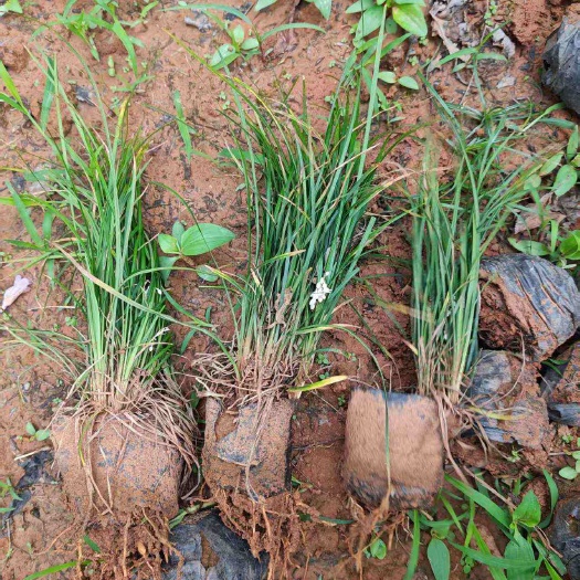 石林县云南昆明石林麦冬草苗基地直供新鲜草坪花草地被植物