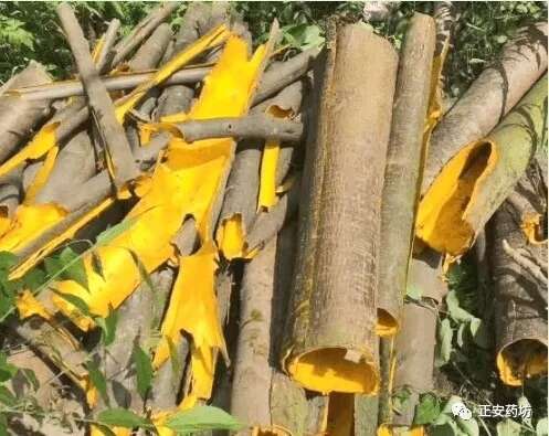 绵竹市黄柏鲜皮黄柏皮鲜货