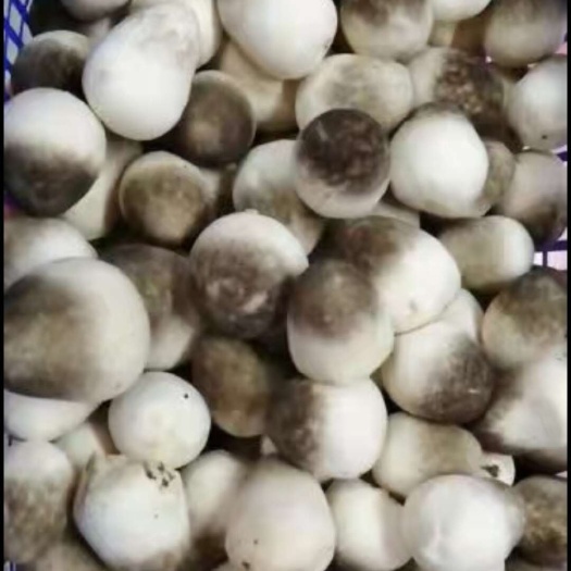 长沙县草菇