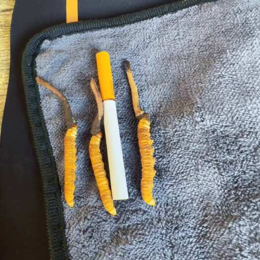 道孚县高原直供青海玉树冬虫夏草天然正品中药材滋补佳品