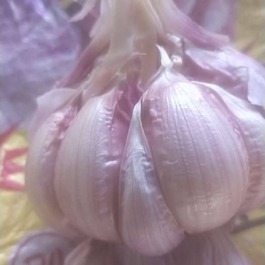 齐河县大蒜，无台