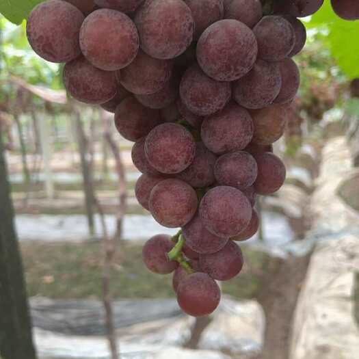 绍兴夏黑葡萄