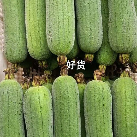 漳州肉丝瓜，质量好瓜美，当日采摘直达 高品质蔬菜批发