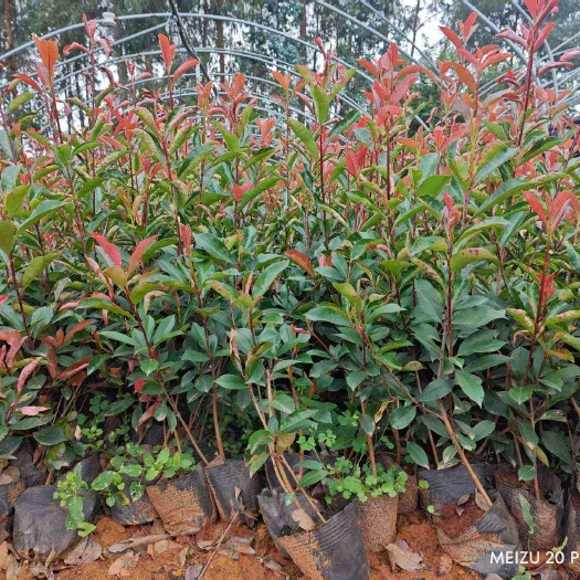 石林县小袋红叶石楠高度 40-60 厘米