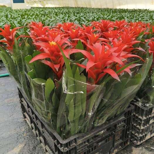 青州市凤梨花 平头红60-65
