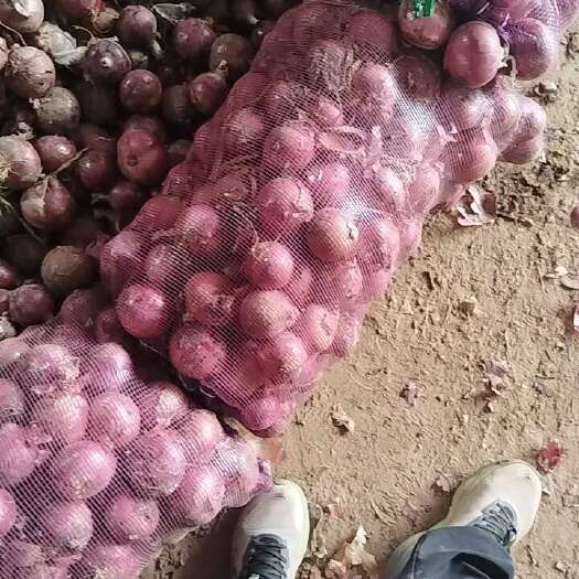 通许县小洋葱