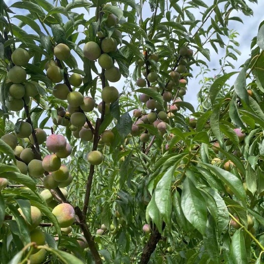 绥江县云南昭通绥江半边红茵红李