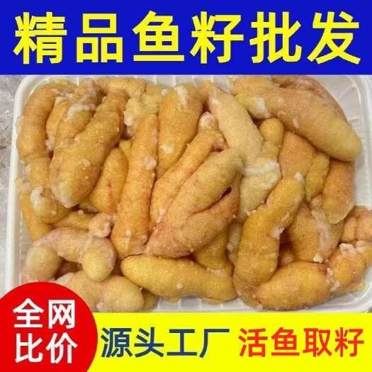连云港黑鱼籽新鲜超大鱼泡鱼子鱼肚鱼白鱼膘鱼杂鲜活海鲜鱼籽冷冻商用