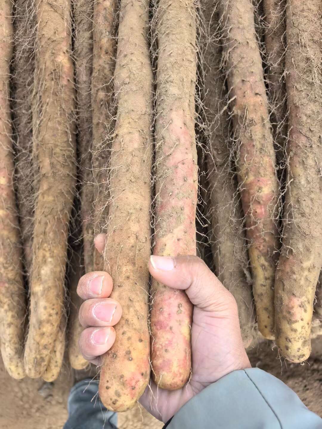 河南焦作红皮怀山药淮山药温县沙土铁棍山药新鲜批发产地直发代发