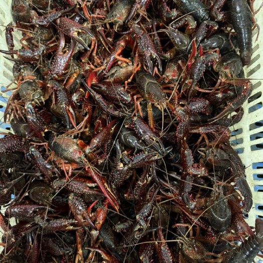 当涂县小龙虾