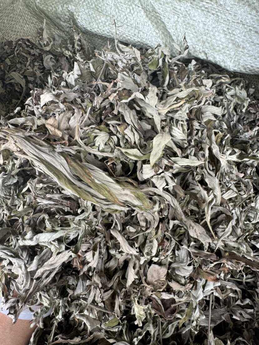 艾草 优质艾叶 干度好 含量高 产地直销 量大从优