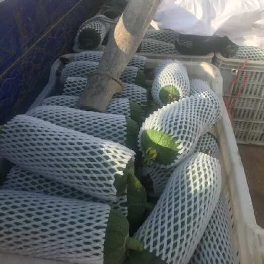 尤溪县肉丝瓜