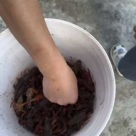 上海小龙虾