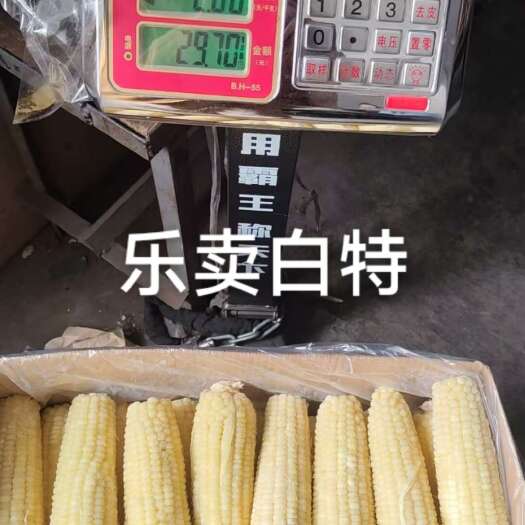 南京乐卖白特，30斤左右，一箱40根