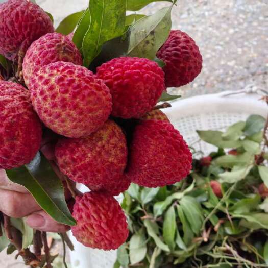 东莞市妃子笑荔枝