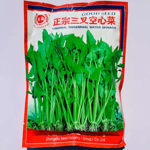 严选三叉空心菜种子   青梗大叶空心菜种子