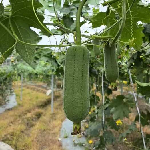 肉丝瓜福建新鲜肉丝瓜基地直发当季绿色蔬菜大量批发