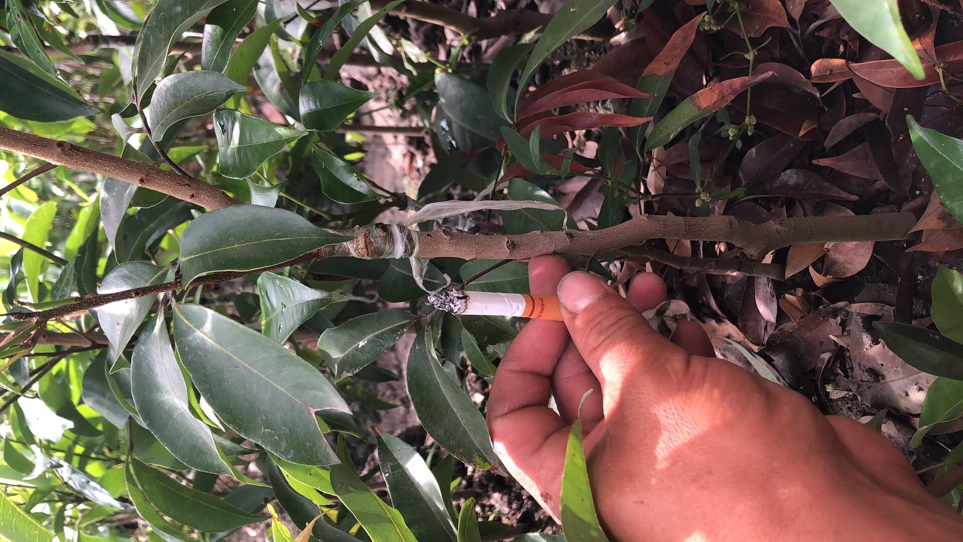 白糖罂荔枝苗