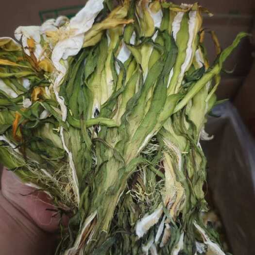 广州青绿全干霸王花