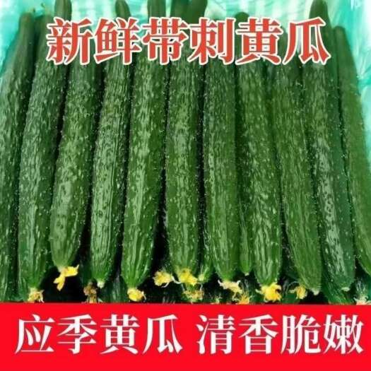 莘县刺黄瓜