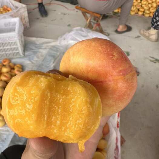 蒙阴县紫金霞油盘桃,糖度保证14个左右.原厂地直发。顺丰包邮