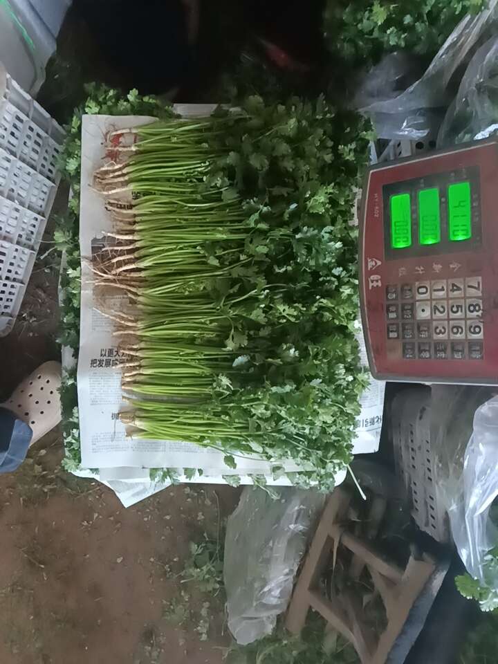 精加工香菜