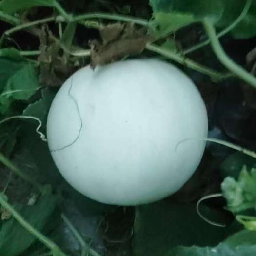 宁海县头茬玉菇，黄金蜜上架