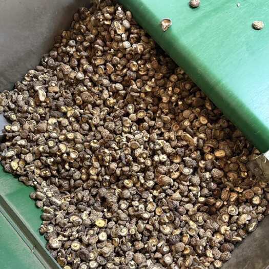 包邮2025小冬菇香菇2-2.5-3厘米干香菇厚冬菇