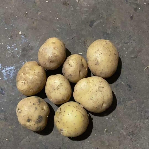 昭通云南全露天种植高海拔小土豆黄皮黄心