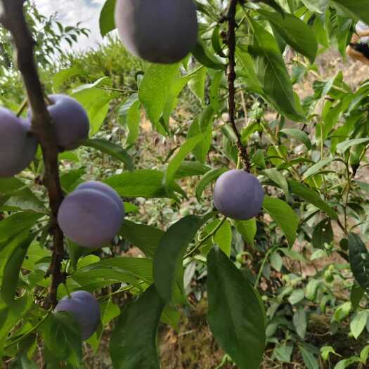 宜宾五月脆，蜂糖李。