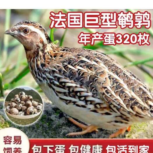 鹌鹑活苗养殖活鸟宠物下蛋繁殖活物家养小鸡苗鸽子活体芦丁鸡幼苗