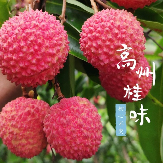 高州市高州桂味荔枝[价格随行就市]