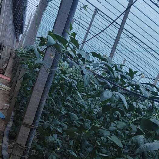 菏泽豆角长豇豆 现摘现货每日新鲜采摘