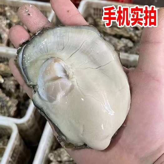 连云港鲜活山东生蚝产地直发三倍体精品生蚝 刺身生蚝全国发货