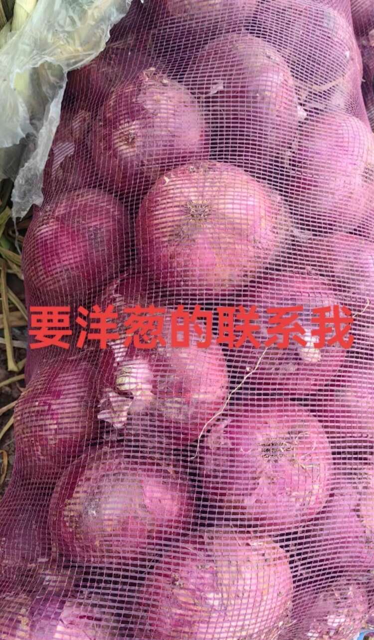 洋葱