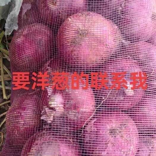 定州市洋葱