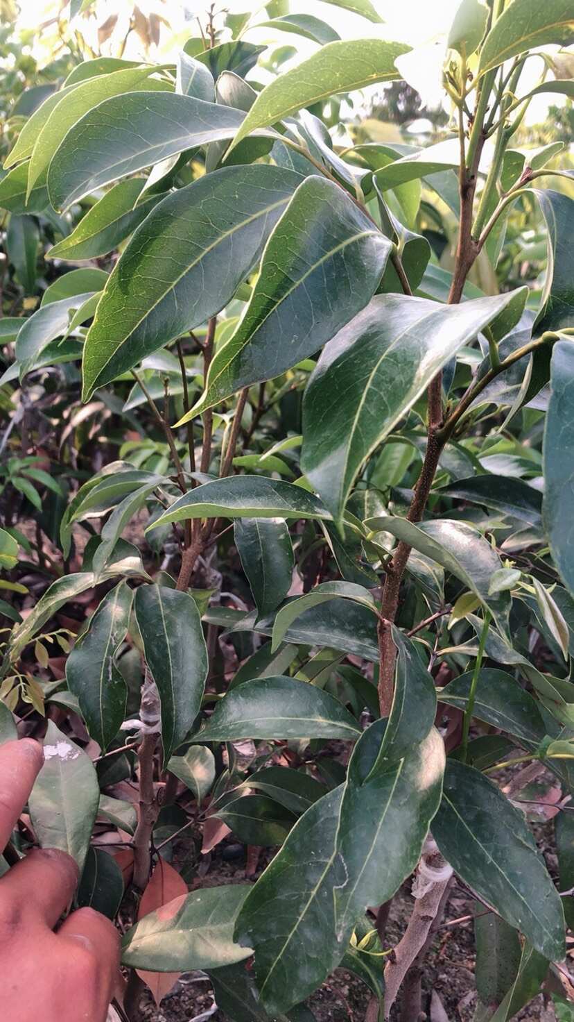 白糖罂荔枝苗