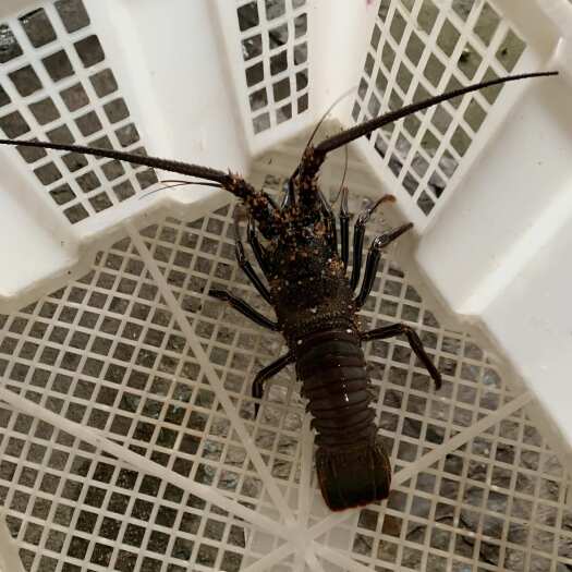 琼海市龙虾