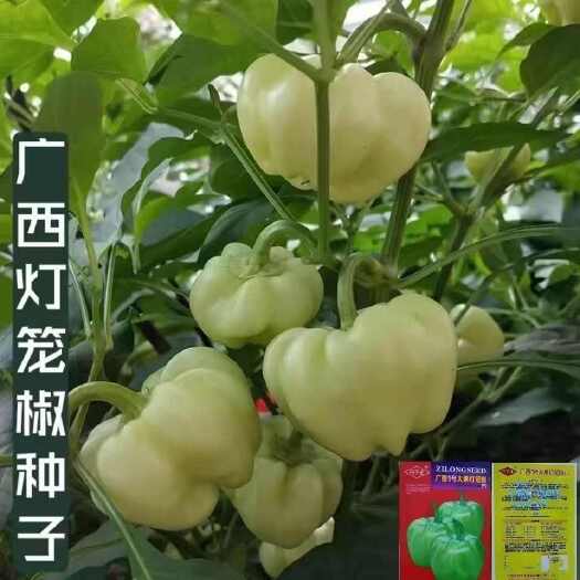 长沙广西灯笼椒种子泡椒种子