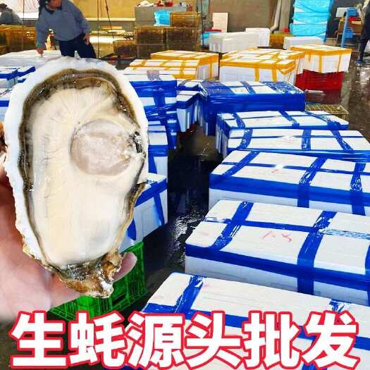 连云港【可视频验货】山东生蚝乳山生蚝 规格齐全 烤生蚝 高压锅生蚝