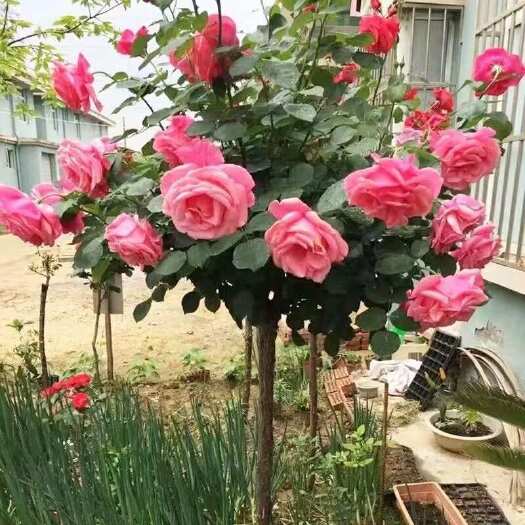 沭阳县树桩月季特大花庭院阳台高杆棒棒糖树状花苗多色带花四季开花植物