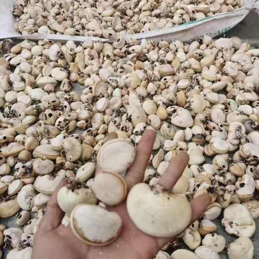 广南县隐孔菌，松橄榄，干货包邮