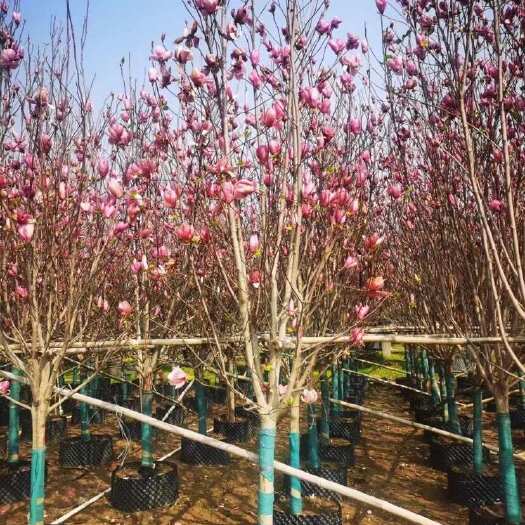 漳浦县紫玉兰 袋苗 移植苗 福建 出售 批发